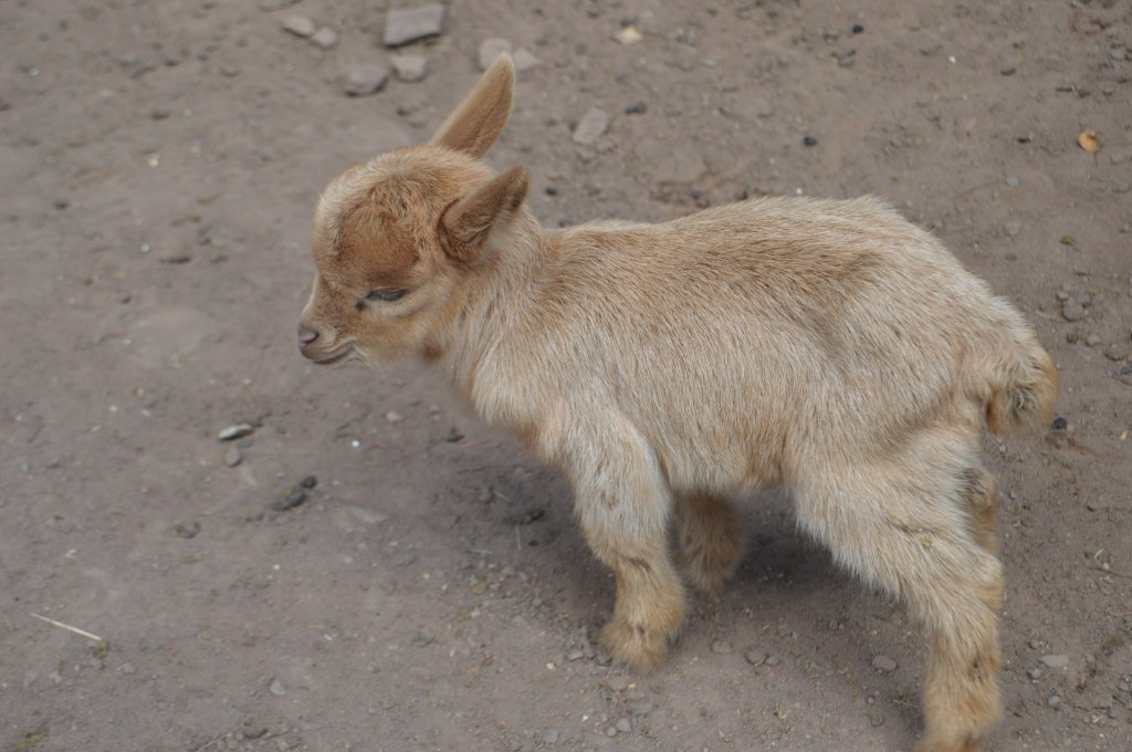 A Kid, 2019 Photograph Gersfeld Petting Zoo