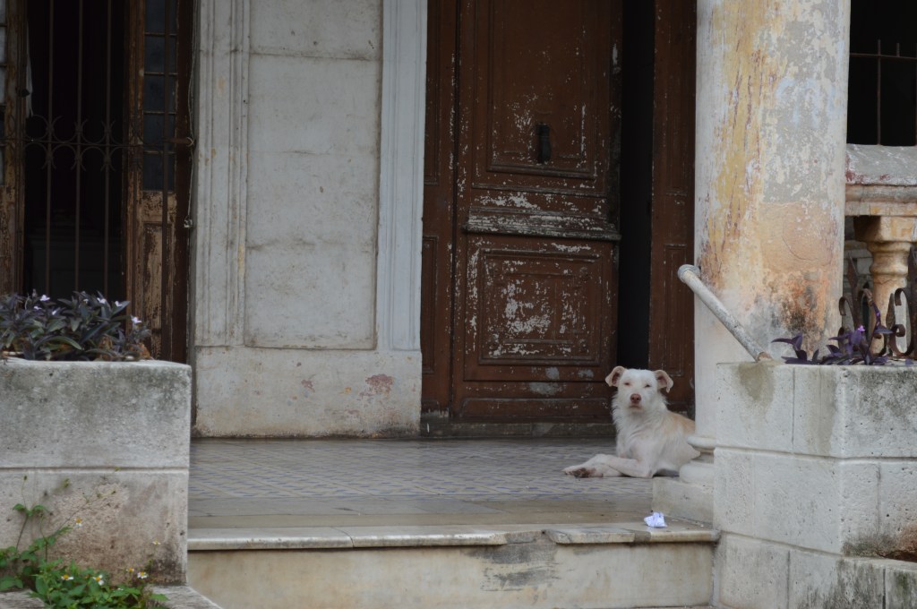 Perro, 2016 Photograph A dog guards his home in Havana, Cuba