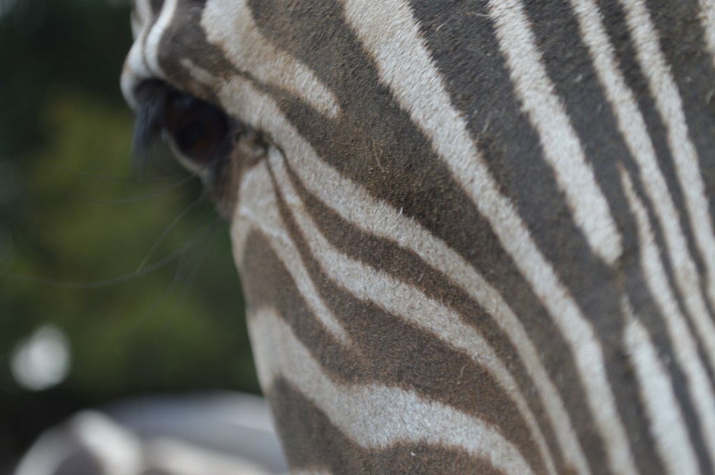 Zebra, a photograph taken in 2015 at the Virginia Safari Zoo, this zebra was very friendly